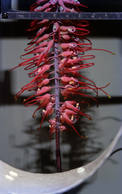 APII jpeg image of Grevillea  © contact APII