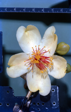 APII jpeg image of Cochlospermum gregorii  © contact APII