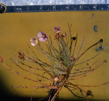 APII jpeg image of Byblis liniflora  © contact APII