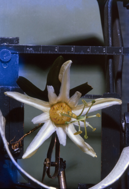 APII jpeg image of Passiflora aurantia  © contact APII