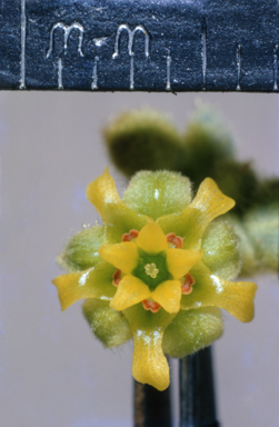 APII jpeg image of Androcalva loxophylla  © contact APII