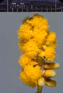 APII jpeg image of Acacia megalantha  © contact APII