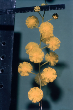 APII jpeg image of Acacia spectabilis  © contact APII