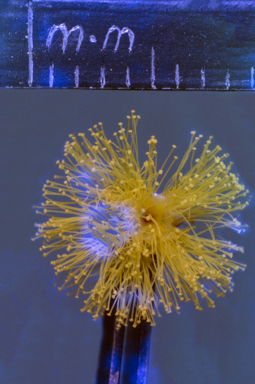 APII jpeg image of Acacia flexifolia  © contact APII