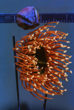 APII jpeg image of Eucalyptus miniata  © contact APII