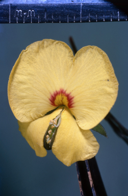 APII jpeg image of Gompholobium pinnatum  © contact APII