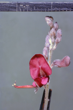 APII jpeg image of Indigofera georgei  © contact APII