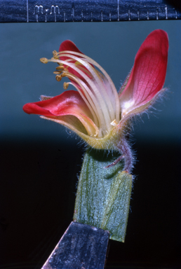 APII jpeg image of Leptosema oxylobioides  © contact APII