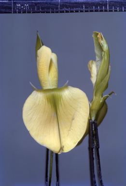 APII jpeg image of Templetonia hookeri  © contact APII