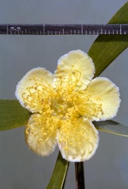 APII jpeg image of Neofabricia myrtifolia  © contact APII