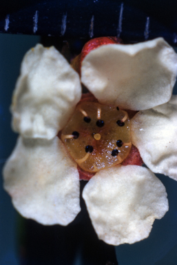 APII jpeg image of Harmogia densifolia  © contact APII