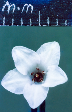APII jpeg image of Boronia lanuginosa  © contact APII