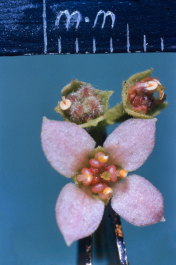 APII jpeg image of Cryptandra amara  © contact APII