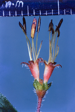 APII jpeg image of Planchonella arnhemica  © contact APII