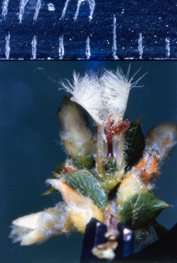 APII jpeg image of Leucopogon  © contact APII