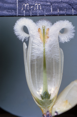 APII jpeg image of Leucopogon  © contact APII