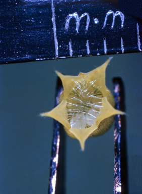 APII jpeg image of Melichrus procumbens  © contact APII