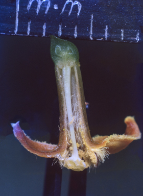 APII jpeg image of Nymphoides exiliflora  © contact APII