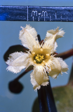 APII jpeg image of Cyclophyllum coprosmoides  © contact APII