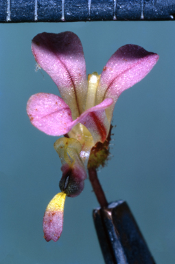 APII jpeg image of Olearia algida  © contact APII