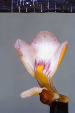 APII jpeg image of Eremophila elderi  © contact APII