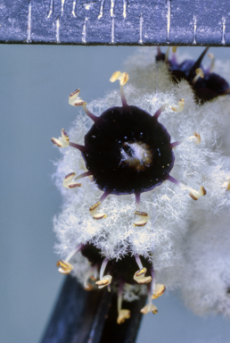 APII jpeg image of Cobaea  © contact APII