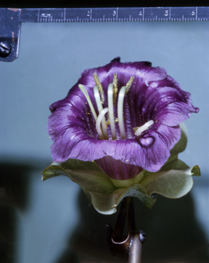 APII jpeg image of Lachnostachys eriobotrya  © contact APII