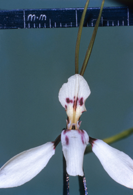APII jpeg image of Diuris punctata  © contact APII