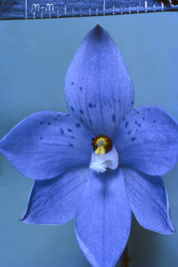 APII jpeg image of Thelymitra ixioides  © contact APII