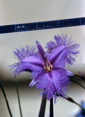 APII jpeg image of Thysanotus  © contact APII