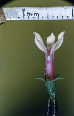 APII jpeg image of Lobelia  © contact APII