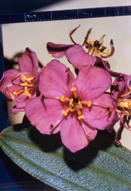 APII jpeg image of Melastoma affine  © contact APII