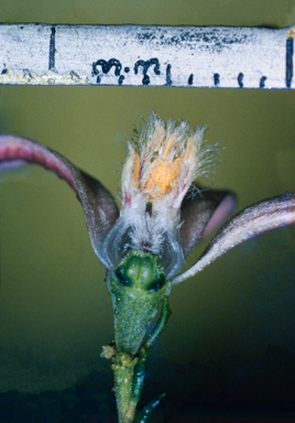 APII jpeg image of Philotheca salsolifolia  © contact APII