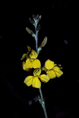 APII jpeg image of Goodenia bellidifolia subsp. bellidifolia  © contact APII