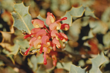 APII jpeg image of Grevillea insignis subsp. insignis  © contact APII