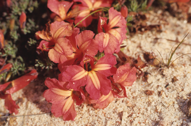 APII jpeg image of Lechenaultia formosa  © contact APII