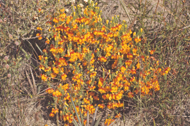 APII jpeg image of Melaleuca suberosa  © contact APII