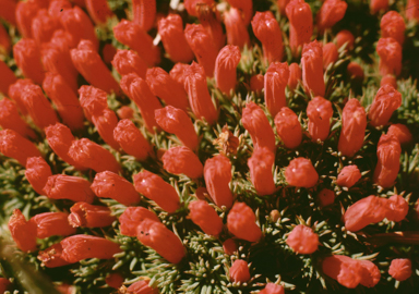 APII jpeg image of Lechenaultia tubiflora  © contact APII