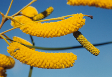 APII jpeg image of Acacia lasiocalyx  © contact APII