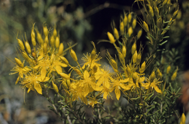 APII jpeg image of Calytrix flavescens  © contact APII