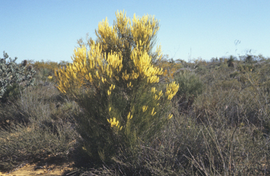 APII jpeg image of Grevillea candelabroides  © contact APII