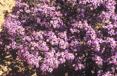 APII jpeg image of Calytrix eneabbensis  © contact APII