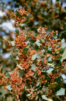 APII jpeg image of Hakea pritzelii  © contact APII