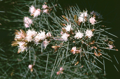 APII jpeg image of Hakea gilbertii  © contact APII