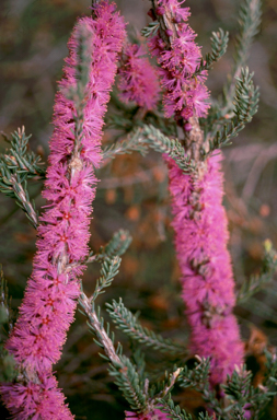 APII jpeg image of Melaleuca suberosa  © contact APII