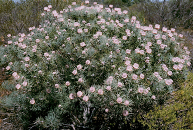 APII jpeg image of Isopogon divergens  © contact APII