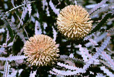 APII jpeg image of Banksia elegans  © contact APII