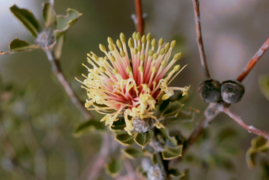 APII jpeg image of Banksia oligantha  © contact APII