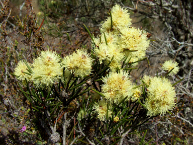 APII jpeg image of Melaleuca hamata  © contact APII