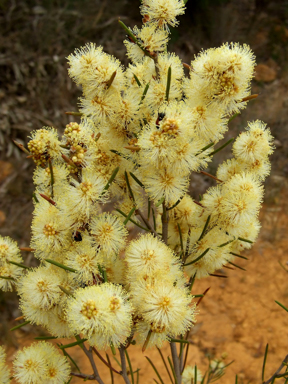 APII jpeg image of Melaleuca hamata  © contact APII